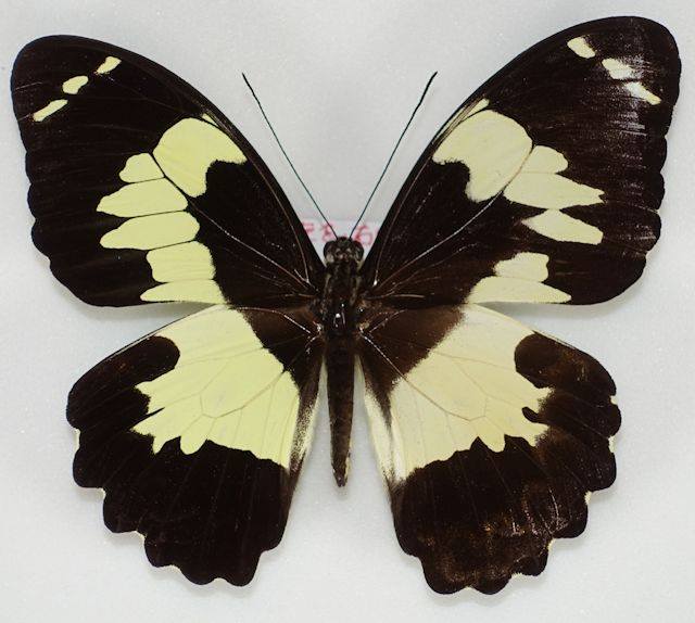 Papilio euchenor  (mosaic gynandromorph, Papua New Guinea) (Internet Image property of respective owner, non-commercial use only)